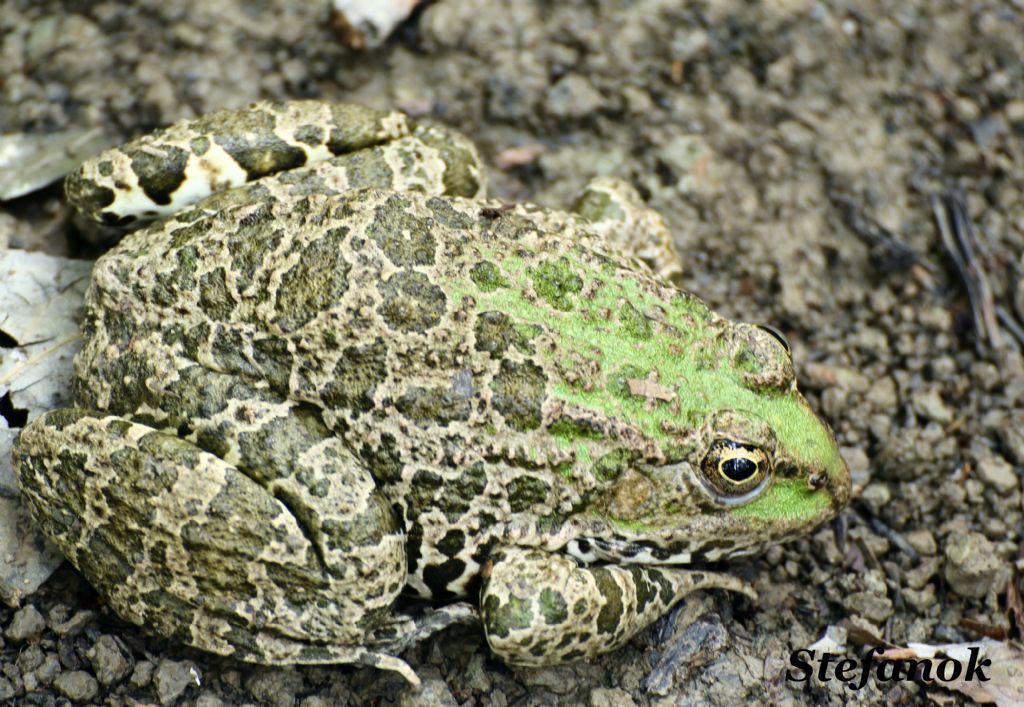 Id. Rana? Pelophylax sp. (Muggia, TS)